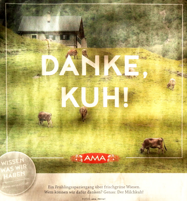 AMA-Milchkuh-frischgruene-Wiesen