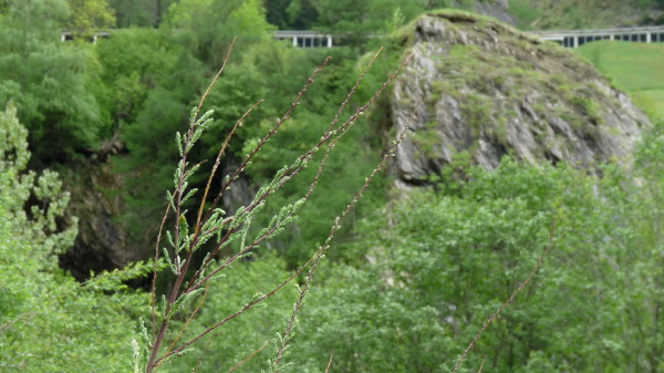 Tamarisken mit Felbertauern-Strae