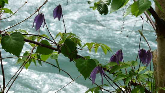 Waldrebe an der Isel im Virgental