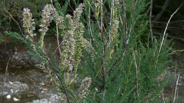 blhende Tamarisken im Virgental