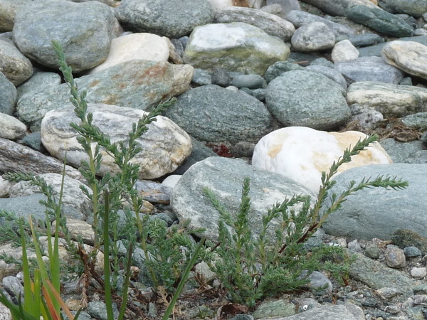 junge Tamarisken an der Isel