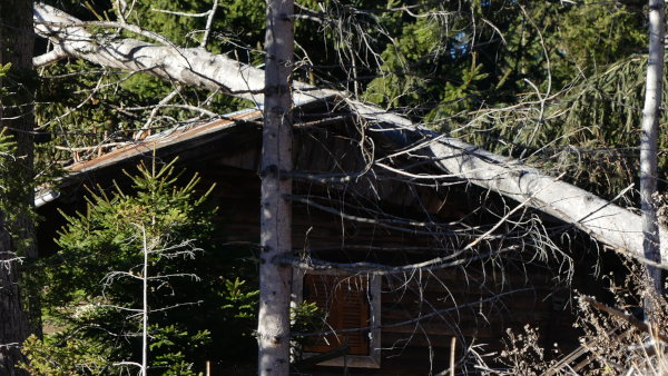 Lienz-Stronach-Hutte-mit-Baum