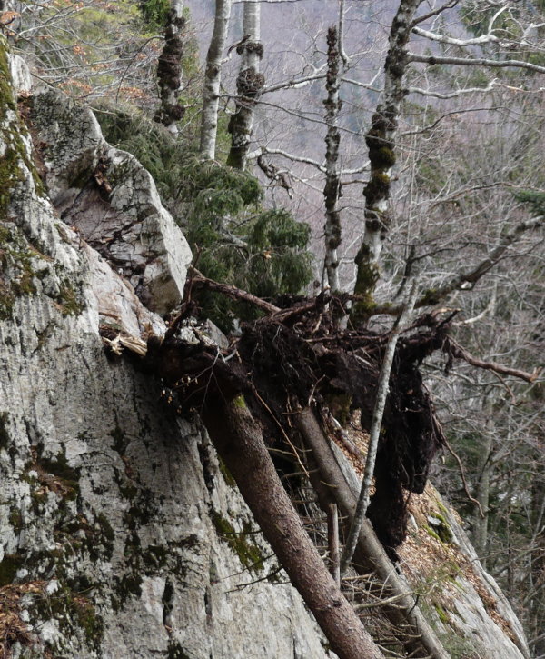 Plöckenpass-Windwurf