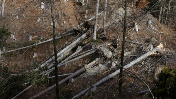 Gailtal-Goldenstein-Windwurf