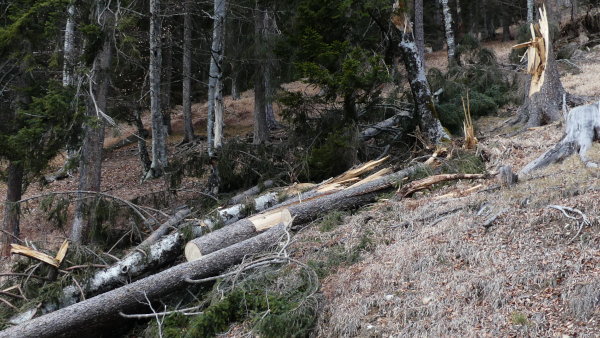 Weissensee-Sonnseitenweg-Windwurf