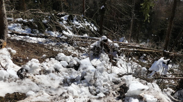 Lienz-Debanttal-Windwurf