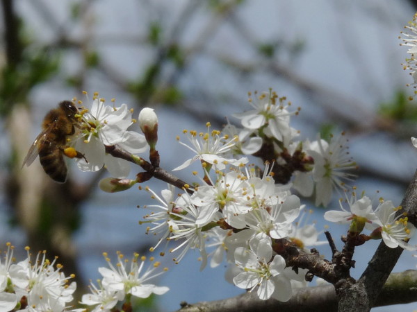 Honigbiene mit Schlehe