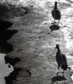 Enten am Tassenbacher Speicher