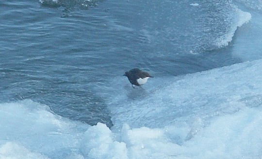 Wasseramsel an der Isel