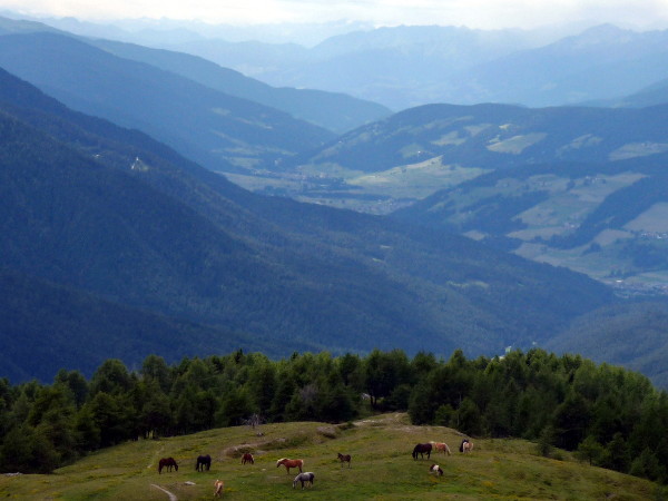 Sexten: Pferde auf der Alm