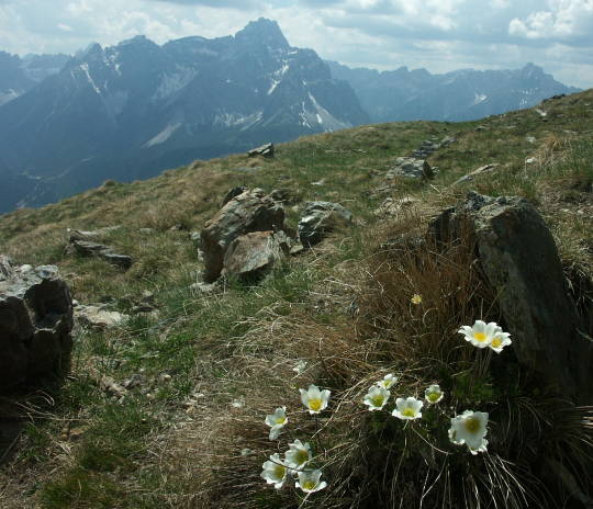 Alpen-Kchenschelle, Karnischer Kamm, Sextener Dolomiten